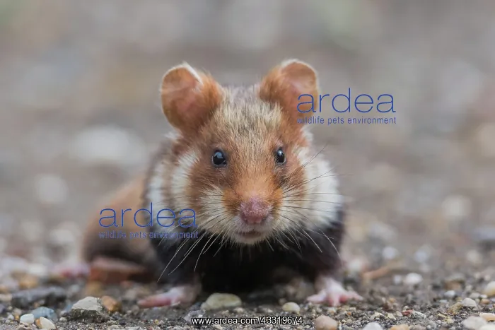 : European Hamster (Cricetus cricetus) : European Hamster (Cricetus cricetus)