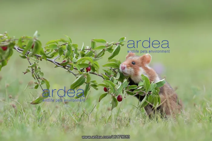 : European hamster ( Cricetus cricetus) based on belladonna : European hamster ( Cricetus cricetus) based on belladonna
