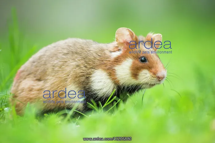 : European hamster (Cricetus cricetus) in habitat : European hamster (Cricetus cricetus) in habitat