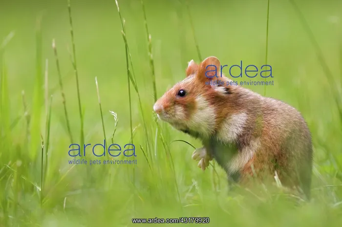 : European hamster (Cricetus cricetus) lurks in the : European hamster (Cricetus cricetus) lurks in the