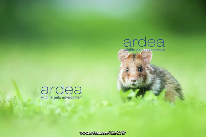  : European hamster (Cricetus cricetus) in a meadow