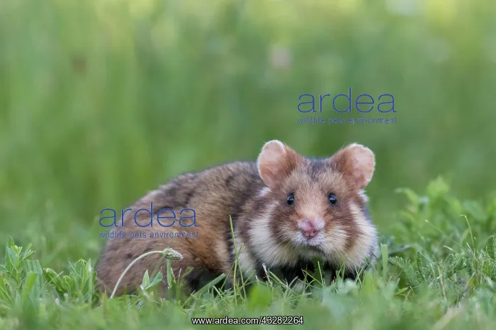 : European hamster (Cricetus cricetus) in a meadow : European hamster (Cricetus cricetus) in a meadow