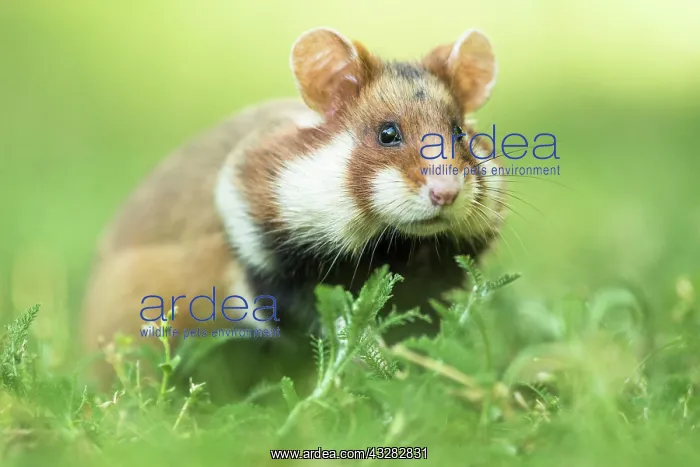 : European hamster (Cricetus cricetus) in meadow : European hamster (Cricetus cricetus) in meadow
