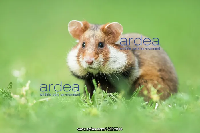 : European hamster (Cricetus cricetus) in meadow : European hamster (Cricetus cricetus) in meadow