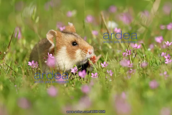 : European hamster (Cricetus cricetus) in a meadow : European hamster (Cricetus cricetus) in a meadow