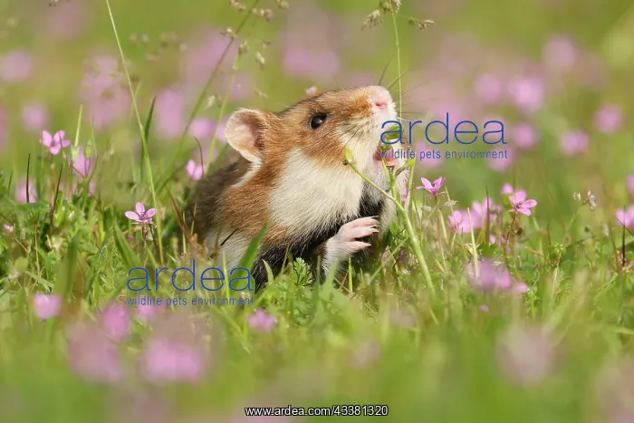 : European hamster (Cricetus cricetus) in a meadow : European hamster (Cricetus cricetus) in a meadow