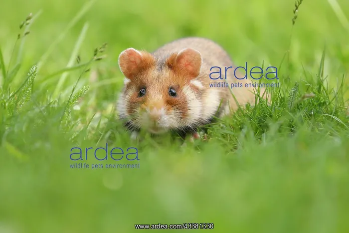 : European hamster (Cricetus cricetus) in a meadow : European hamster (Cricetus cricetus) in a meadow