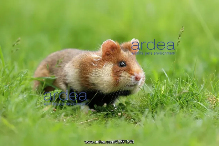 : European hamster (Cricetus cricetus) in a meadow : European hamster (Cricetus cricetus) in a meadow