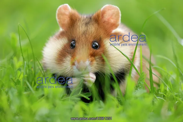 : European hamster (Cricetus cricetus) in a meadow : European hamster (Cricetus cricetus) in a meadow