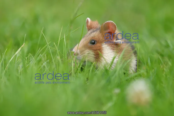 : European hamster (Cricetus cricetus) in a meadow : European hamster (Cricetus cricetus) in a meadow