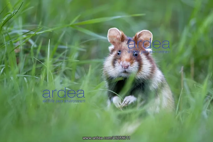 : European hamster (Cricetus cricetus) securing, looking : European hamster (Cricetus cricetus) securing, looking