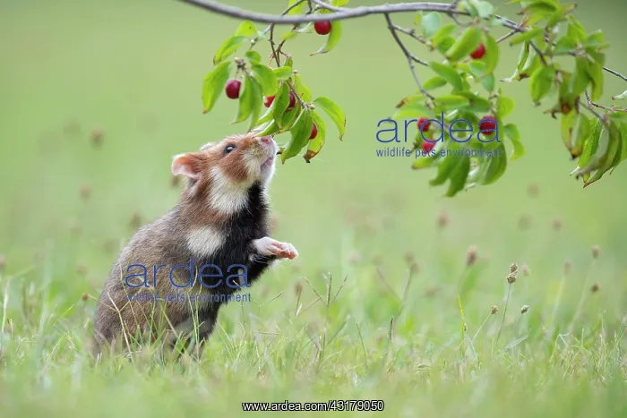 : European hamster ( Cricetus cricetus) sniffing the : European hamster ( Cricetus cricetus) sniffing the