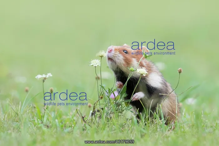 : European hamster (Cricetus cricetus) sniffs a plant : European hamster (Cricetus cricetus) sniffs a plant