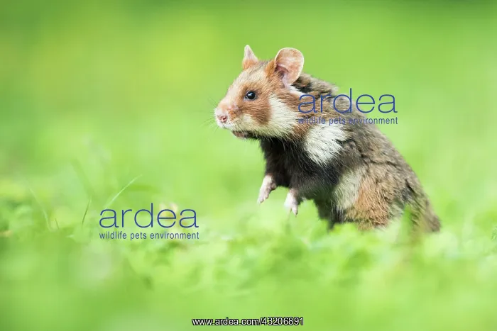 : European hamster (Cricetus cricetus) standing on : European hamster (Cricetus cricetus) standing on
