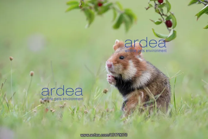 : European hamster (Cricetus cricetus), young animal : European hamster (Cricetus cricetus), young animal