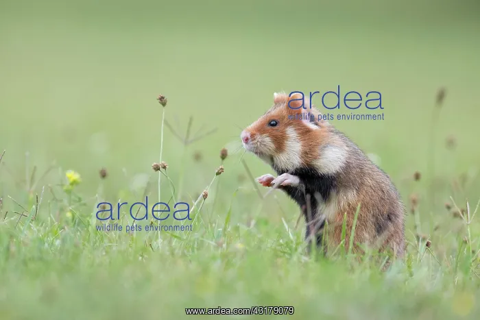 : European hamster (Cricetus cricetus), young animal : European hamster (Cricetus cricetus), young animal