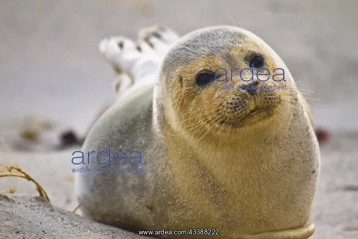 : European harbour seal (Phoca vitulina vitulina) : European harbour seal (Phoca vitulina vitulina)