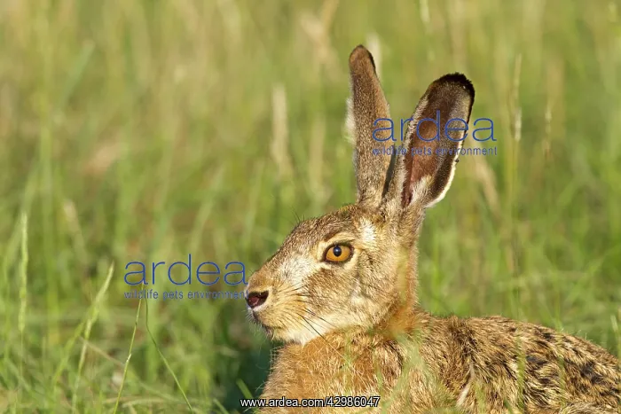 : European Hare : European Hare
