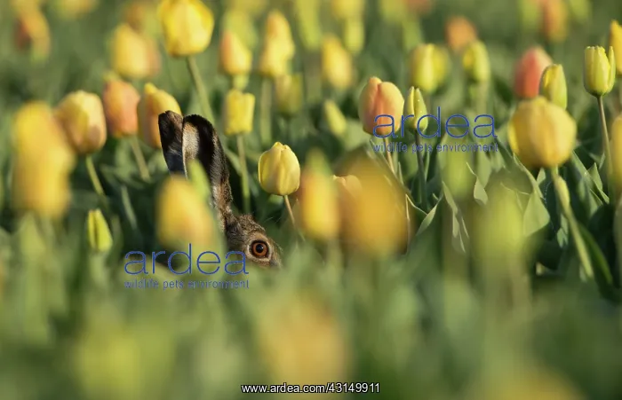 : European Hare : European Hare