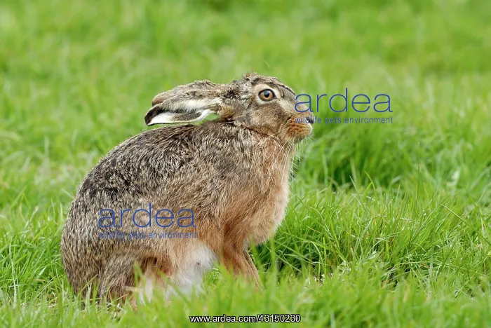 : European Hare : European Hare