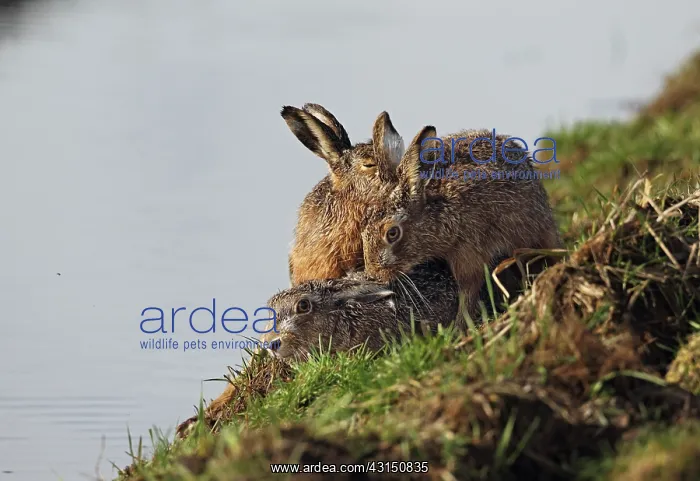 : European Hare : European Hare