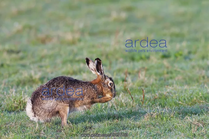 : European Hare : European Hare