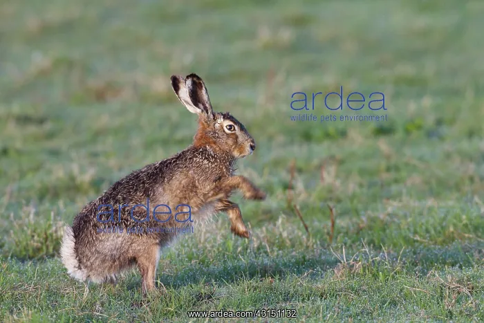 : European Hare : European Hare