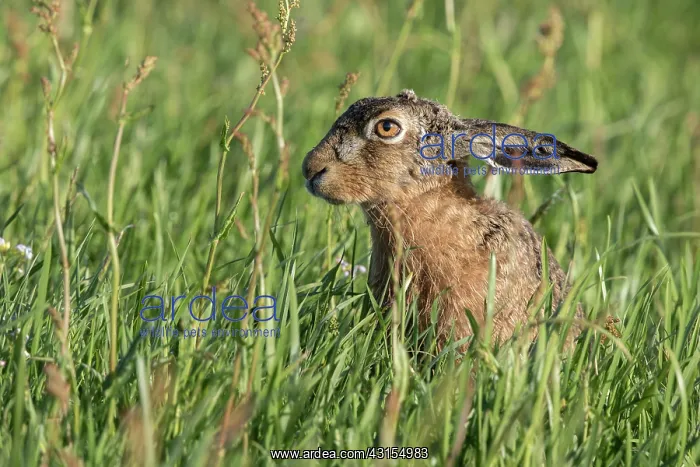 : European Hare : European Hare