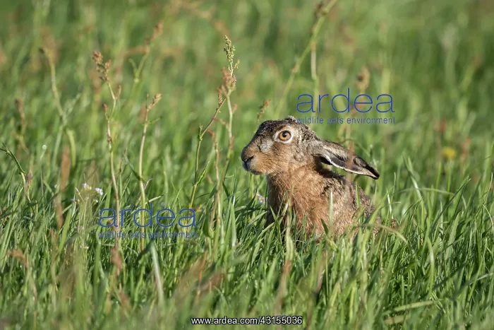: European Hare : European Hare