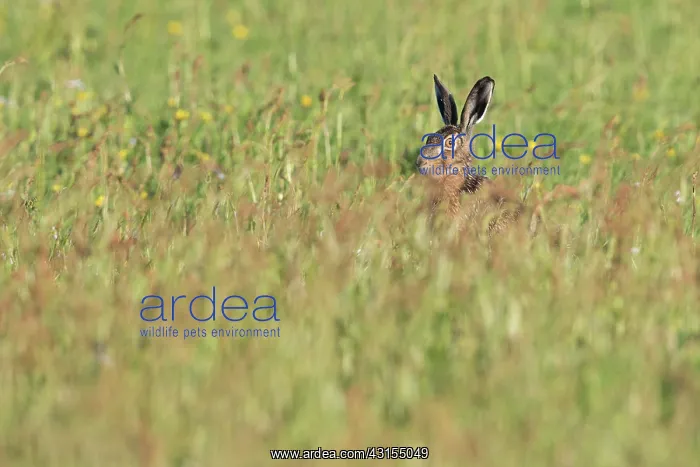 : European Hare : European Hare