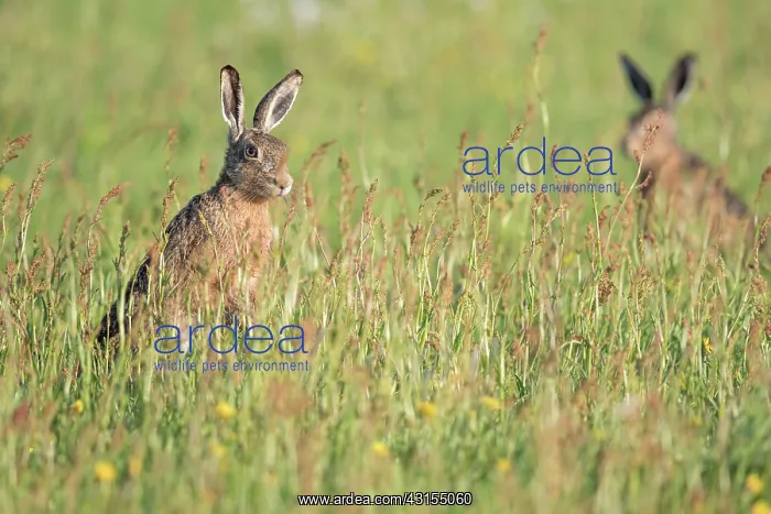 : European Hare : European Hare