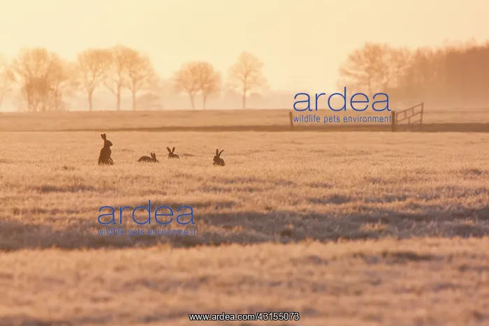 : European Hare : European Hare