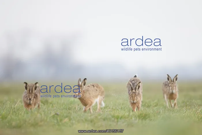 : European Hare : European Hare
