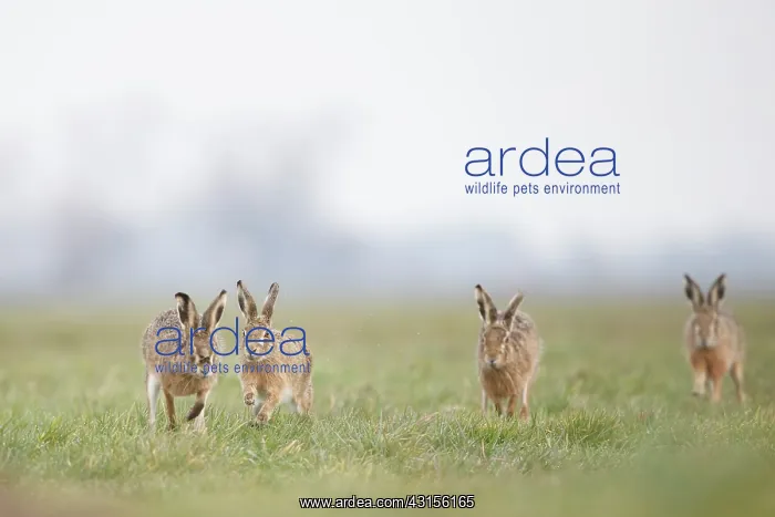 : European Hare : European Hare