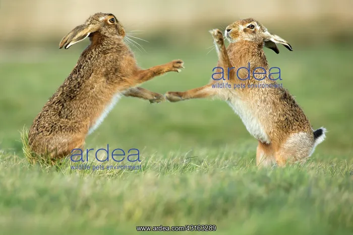 : European Hare : European Hare