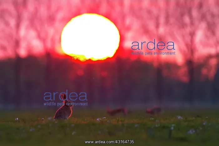 : European Hare : European Hare