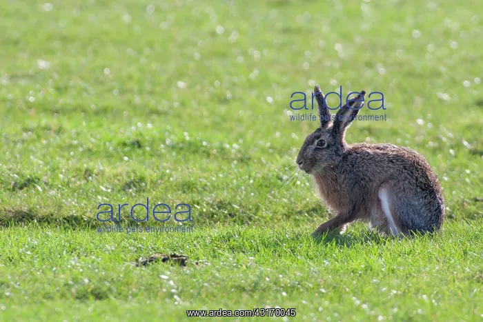 : European Hare : European Hare