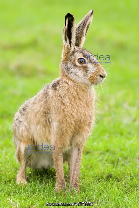: European Hare : European Hare