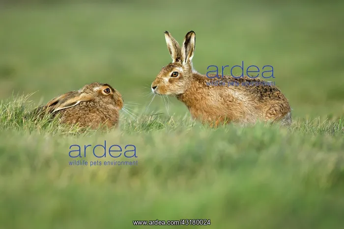 : European Hare : European Hare