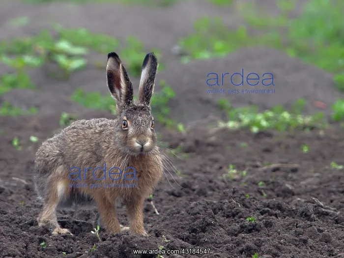 : European Hare : European Hare