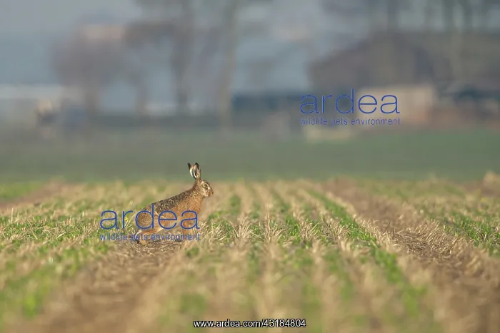 : European Hare : European Hare