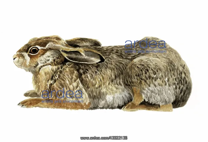 : European Hare : European Hare