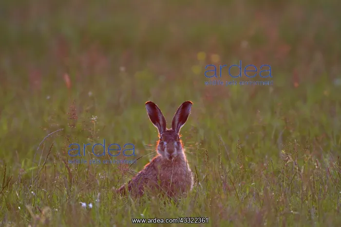 : European Hare : European Hare