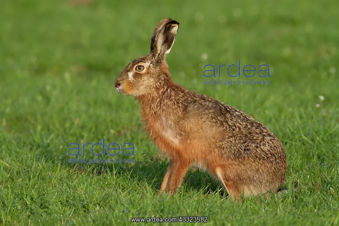 : European Hare : European Hare