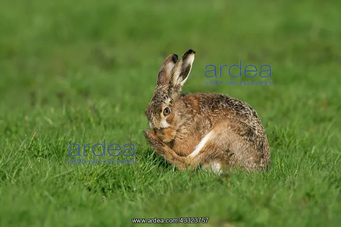 : European Hare : European Hare