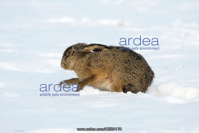 : European Hare : European Hare