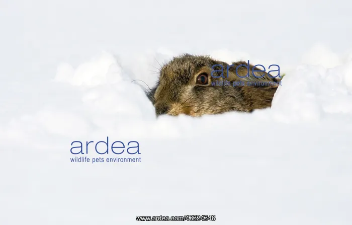: European Hare : European Hare