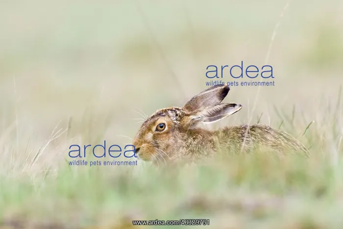 : European Hare : European Hare