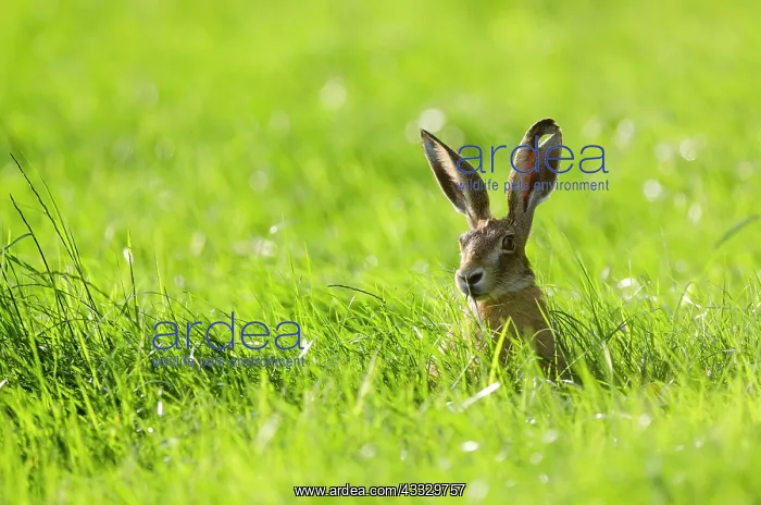 : European Hare : European Hare