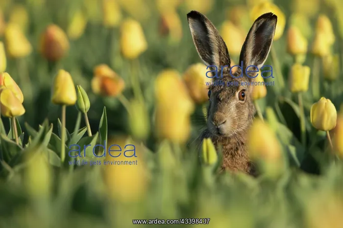 : European Hare : European Hare